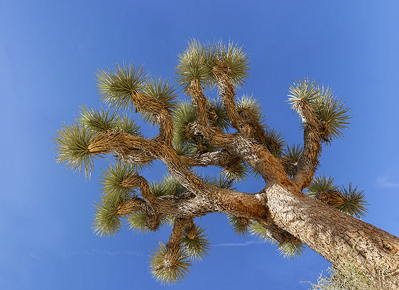 Joshua tree 01